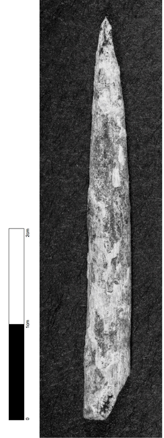 This 40,000 year old bone unearthed at the Warratyi site is the oldest bone tool ever found in Australia. Image: Giles Hamm